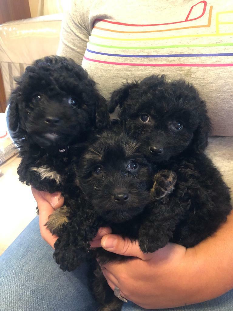 miniature poodle gumtree